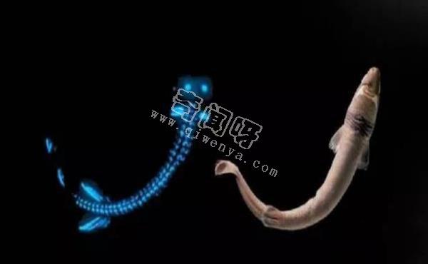 除了螢火蟲，你還知道自然界有哪些發光生物！