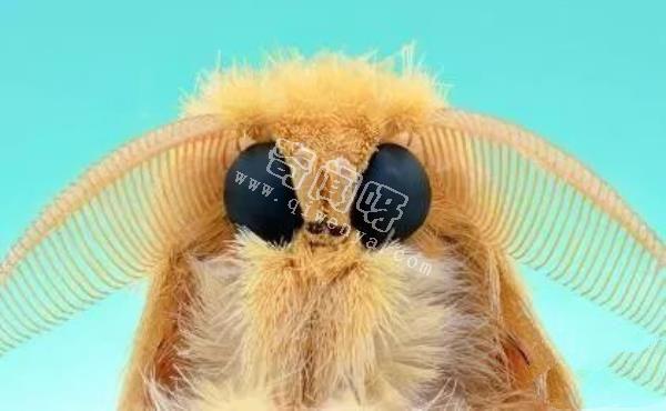 近距離看這些昆蟲，蜘蛛最恐怖，蛾很可愛！