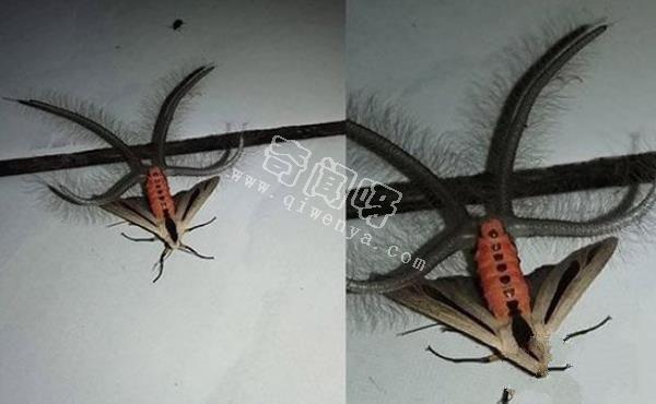 神秘昆蟲腹部竄出4條絨毛觸手:散發費洛蒙吸引雌性