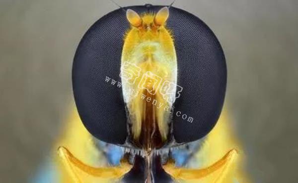 近距離看這些昆蟲，蜘蛛最恐怖，蛾很可愛！