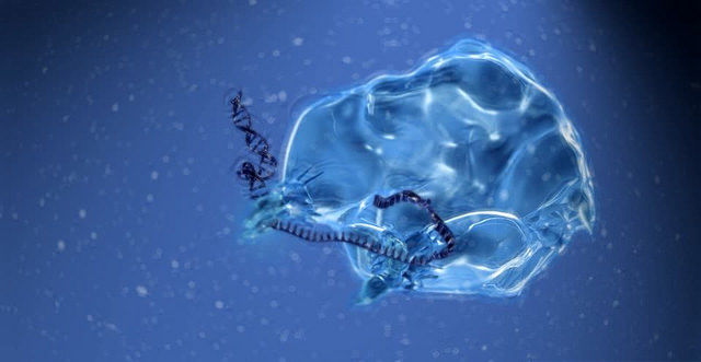 科學家在孕婦血液中發現一億年老的病毒