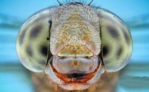 近距離看這些昆蟲，蜘蛛最恐怖，蛾很可愛！