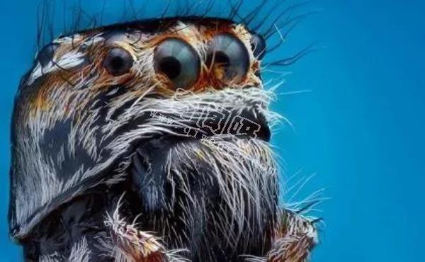 近距離看這些昆蟲，蜘蛛最恐怖，蛾很可愛！