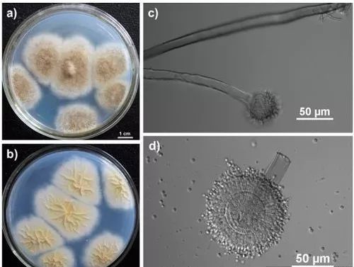 垃圾填埋場發現真菌已進化成會吃塑膠的生物