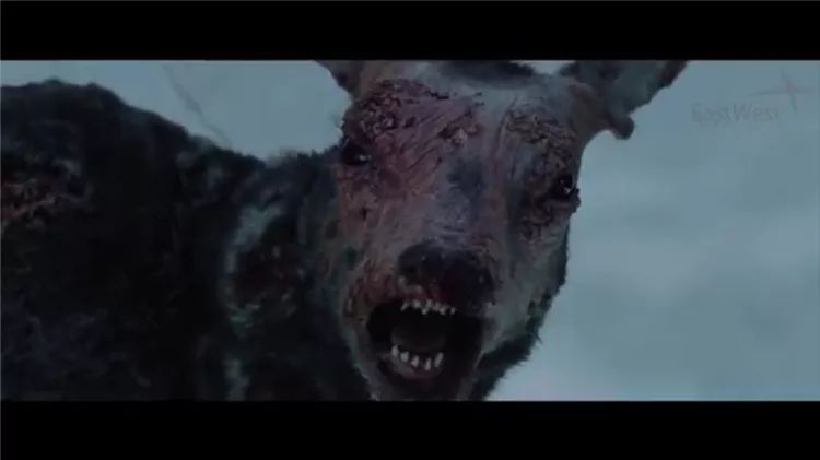 僵尸鹿侵襲北美！鹿外表完好腦袋被啃得精光，專家憂：恐感染人類