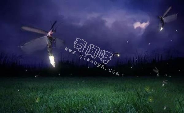 除了螢火蟲，你還知道自然界有哪些發光生物！