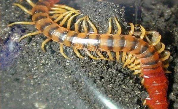 殺手的演化：蜘蛛毒液從何而來？