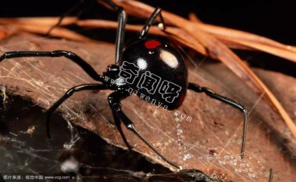 殺手的演化：蜘蛛毒液從何而來？