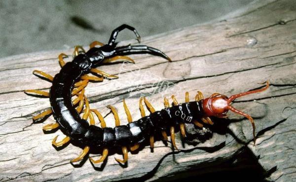 殺手的演化：蜘蛛毒液從何而來？