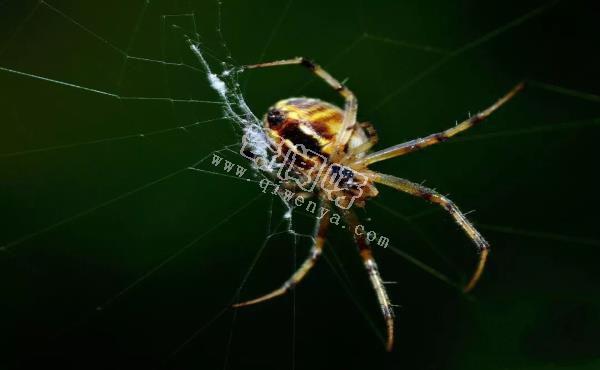 殺手的演化：蜘蛛毒液從何而來？