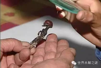 外星人照片是真的？你真相信外星人存在嗎？