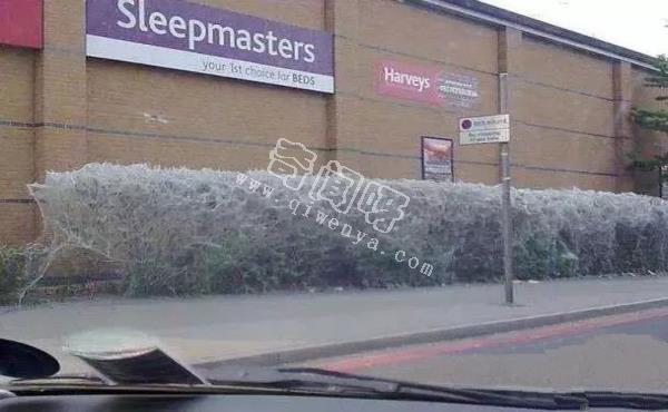 15張照片證明蜘蛛才是地球上最恐怖的生物