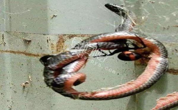 15張照片證明蜘蛛才是地球上最恐怖的生物