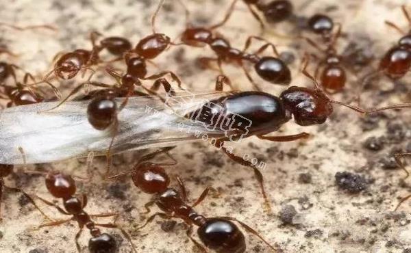 螞蟻進入“奴隸制”，將是地球上最強大的物種