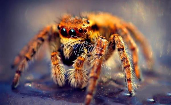 殺手的演化：蜘蛛毒液從何而來？