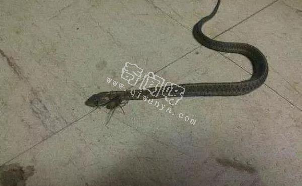 15張照片證明蜘蛛才是地球上最恐怖的生物