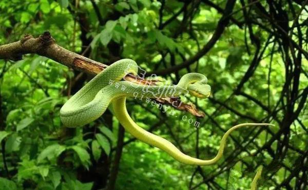 農村的“土呆子”卻是“傷人之王”，蝰蛇科的毒蛇到底有多可怕？