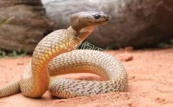 世界上最毒的蛇，內陸太攀蛇秒殺眼鏡王蛇