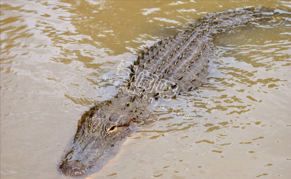 世上咬合力最強的十種動物，獅子老虎墊底