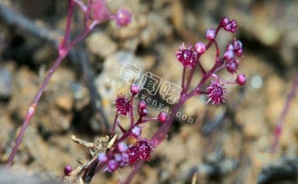 世界上最罕見的十大新物種:獅子魚可承受700公斤壓力