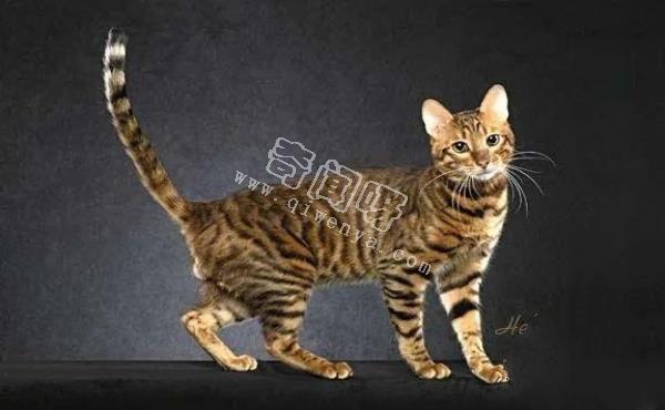 人類培育出來的10種“奇怪”的雜交動物！