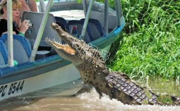 地表最強壯的十大動物 老虎獅子僅排第二第三