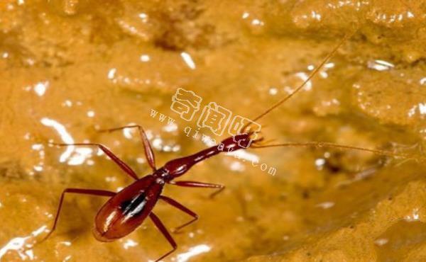 世界上最罕見的十大新物種:獅子魚可承受700公斤壓力