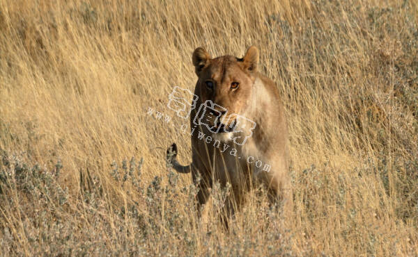 世上咬合力最強的十種動物，獅子老虎墊底