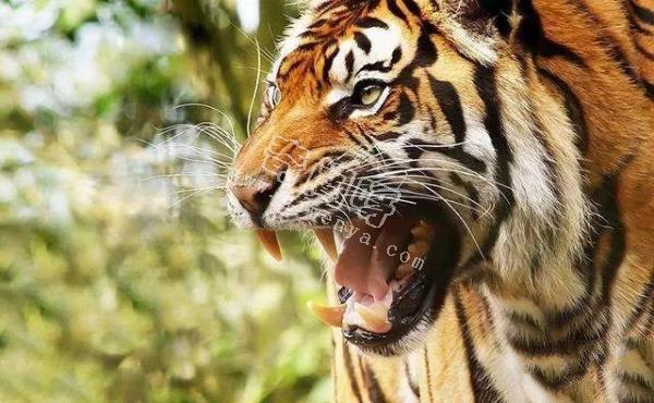 地表最強壯的十大動物 老虎獅子僅排第二第三