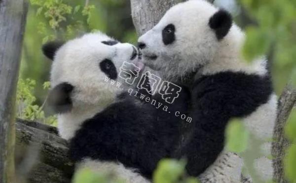 大熊貓是如何求偶的？沒點實力找不到“老婆”，場面異常激烈