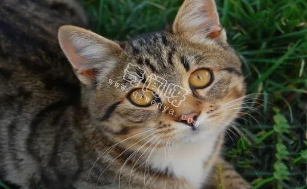 人類培育出來的10種“奇怪”的雜交動物！