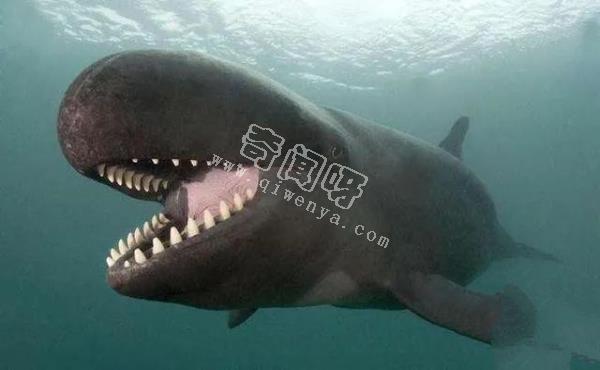 人類培育出來的10種“奇怪”的雜交動物！