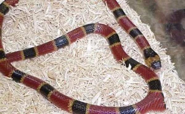 環(huán)箍蛇自食其尾,為什么自己吃自己？