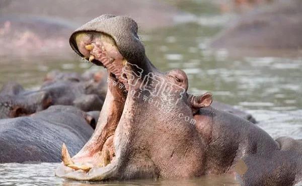 地表最強壯的十大動物 老虎獅子僅排第二第三