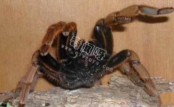 中國十大毒蜘蛛，第一名毒性超過響尾蛇（黑寡婦）