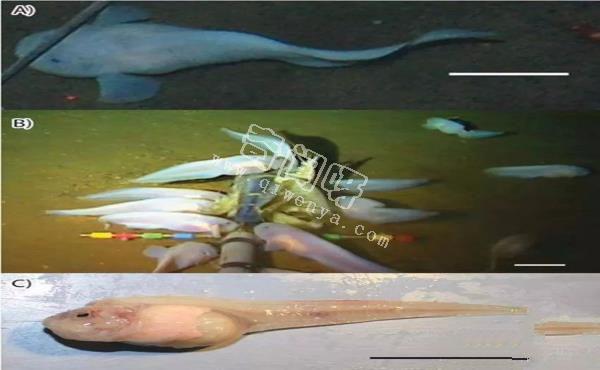 世界上最罕見的十大新物種:獅子魚可承受700公斤壓力