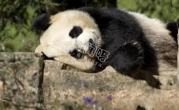 大熊貓是如何求偶的？沒點實力找不到“老婆”，場面異常激烈