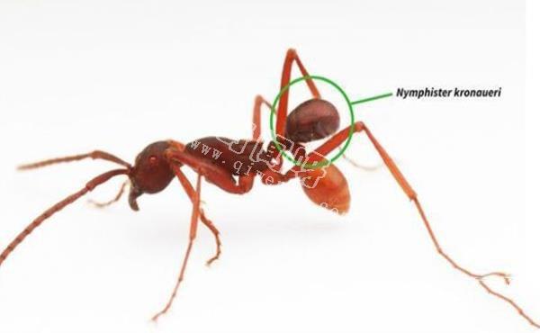 世界上最罕見的十大新物種:獅子魚可承受700公斤壓力