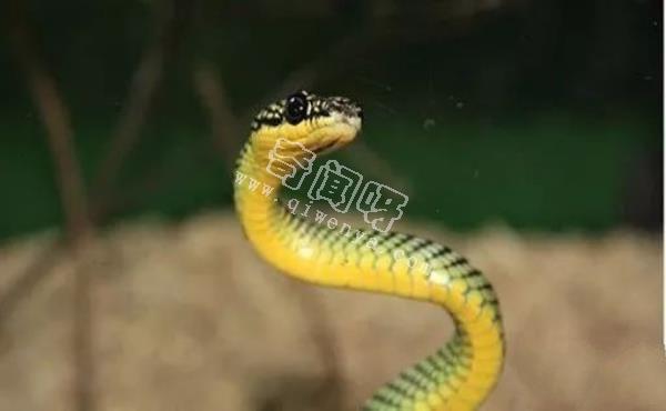 環(huán)箍蛇自食其尾,為什么自己吃自己？