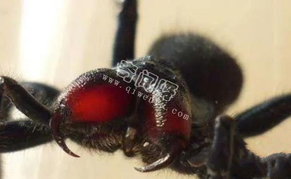 中國十大毒蜘蛛，第一名毒性超過響尾蛇（黑寡婦）