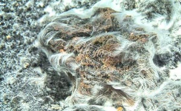 世界上最罕見的十大新物種:獅子魚可承受700公斤壓力