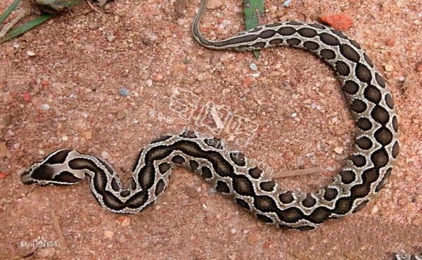 農村的“土呆子”卻是“傷人之王”，蝰蛇科的毒蛇到底有多可怕？