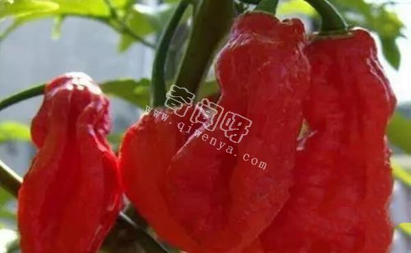娜迦毒蛇，不是蛇而是世界上最辣的辣椒 被用到軍事領域