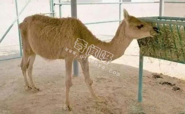 人類培育出來的10種“奇怪”的雜交動物！