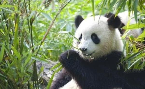 大熊貓是如何求偶的？沒點實力找不到“老婆”，場面異常激烈