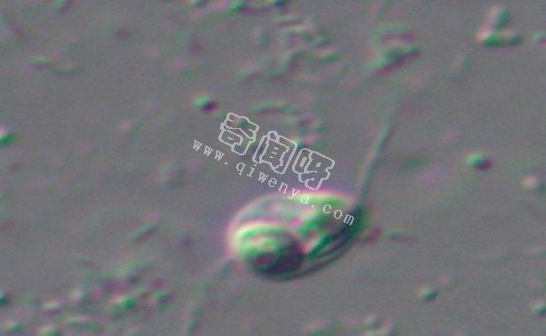 世界上最罕見的十大新物種:獅子魚可承受700公斤壓力