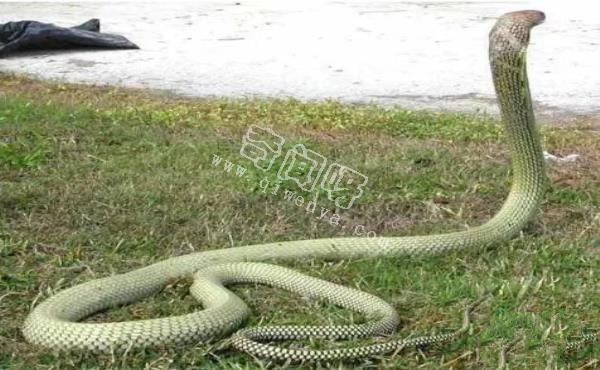 世界上最毒的蛇，內陸太攀蛇秒殺眼鏡王蛇