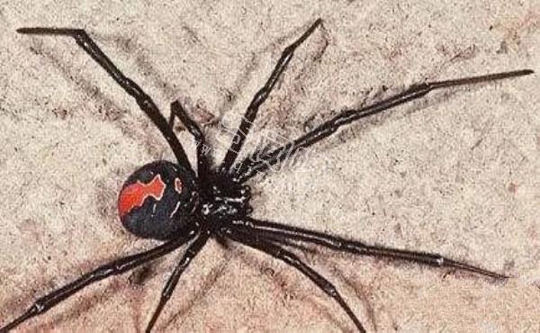 中國十大毒蜘蛛，第一名毒性超過響尾蛇（黑寡婦）