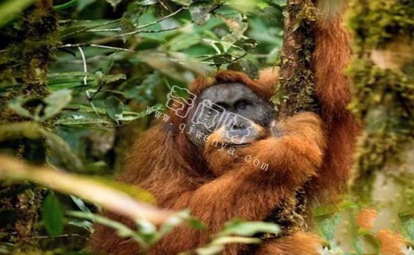 世界上最罕見的十大新物種:獅子魚可承受700公斤壓力