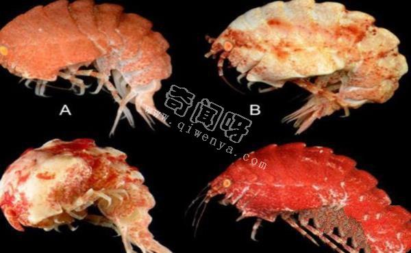 世界上最罕見的十大新物種:獅子魚可承受700公斤壓力